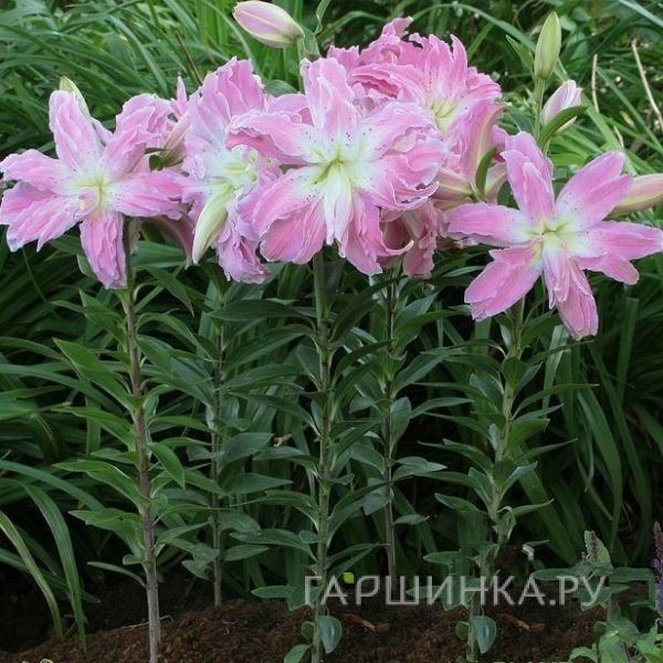 Лилия Лотус Элеганс восточная махровая