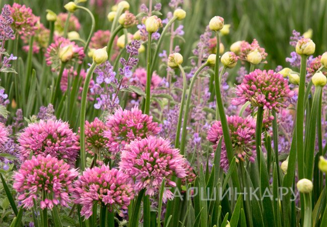 Лук декоративный Розеум 10 шт