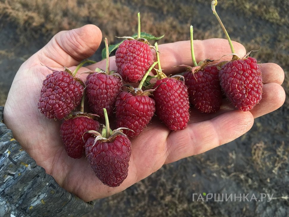 Малина Конек-горбунок ранняя (от автора сорта!)