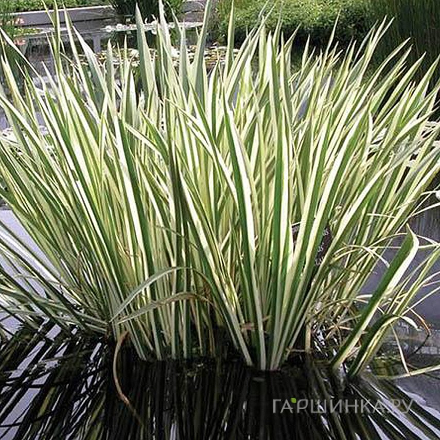 Манник большой Вариегата