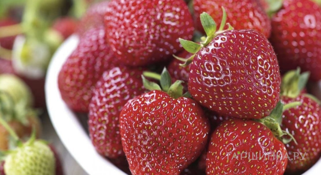 Клубника Мара де Буа ремонтантная