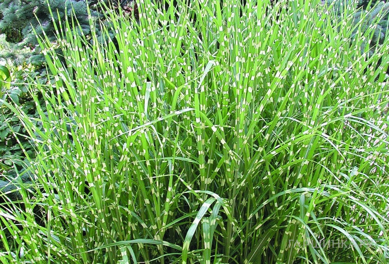 Мискантус Зебринус китайский