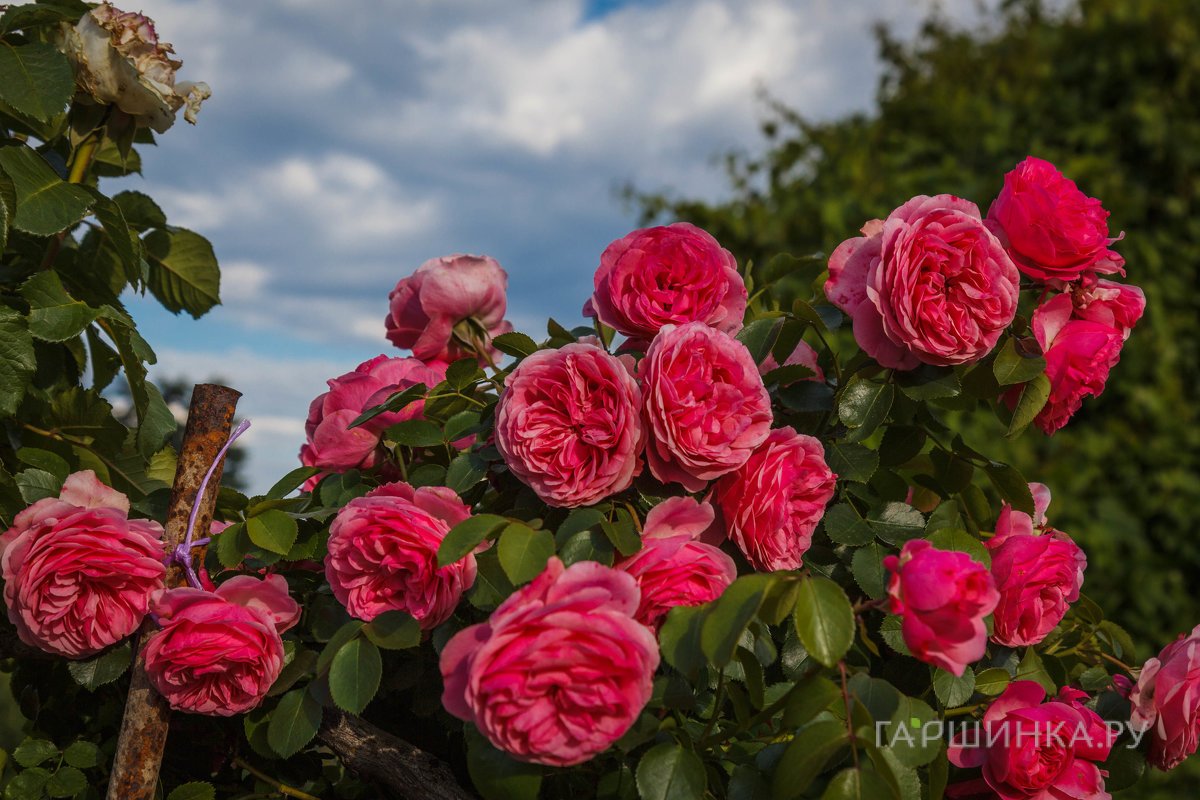 Роза Моджо кустарниковая, Imperial Rose