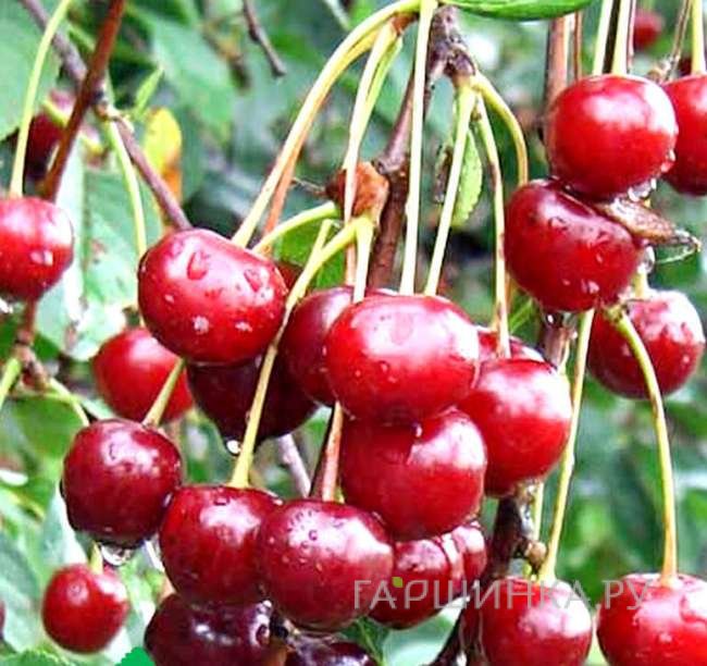 Вишня Молодежная