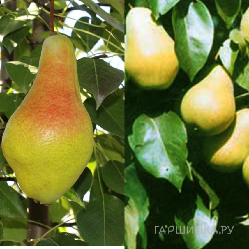 Груша 2 в 1: Яковлевская/Чижовская