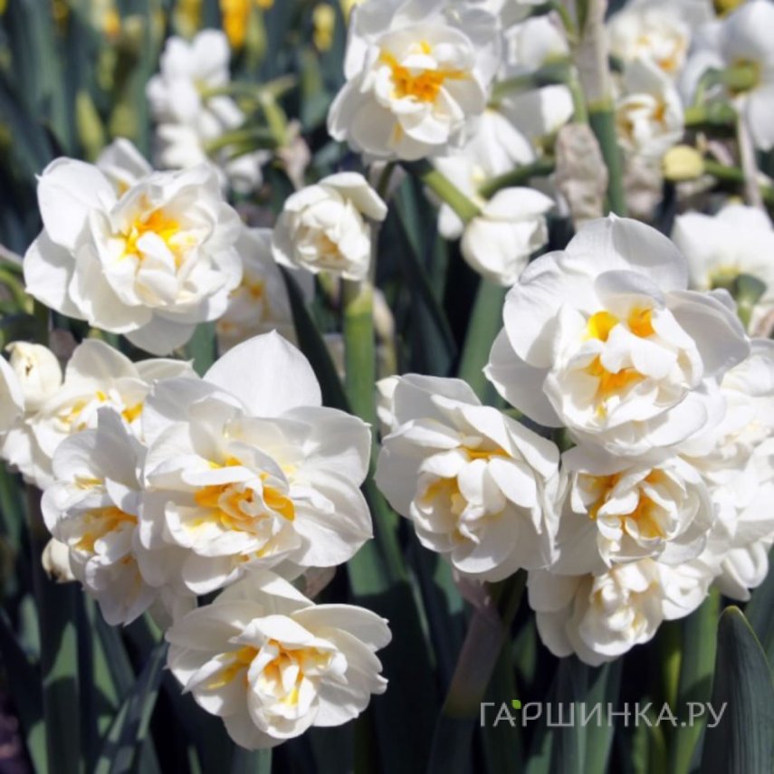 Нарцисс Бридал Краун махровый 5шт