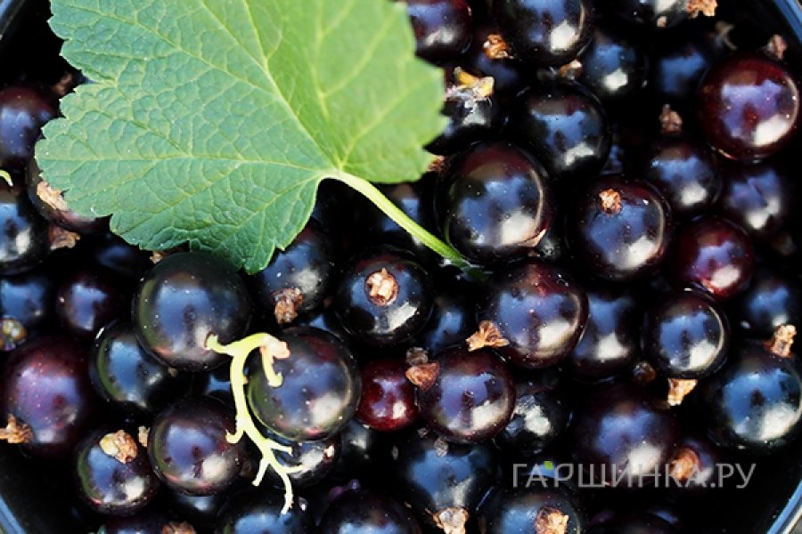 Смородина Несравненная