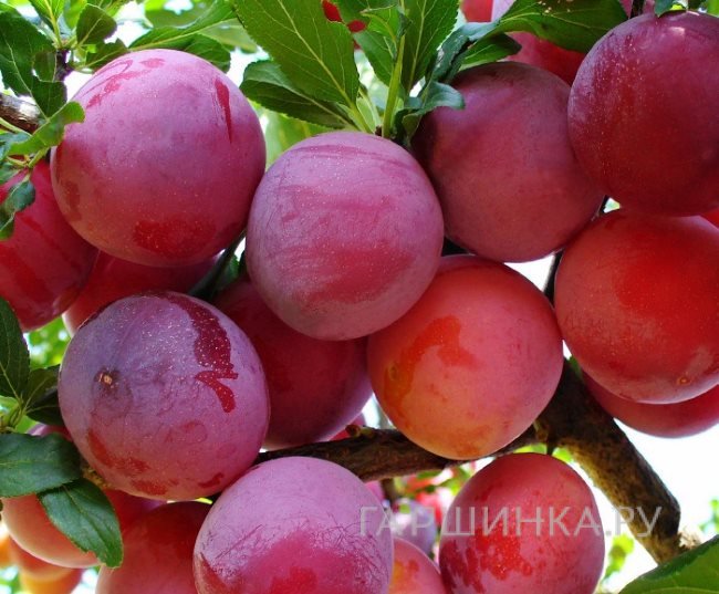 Слива Неженка