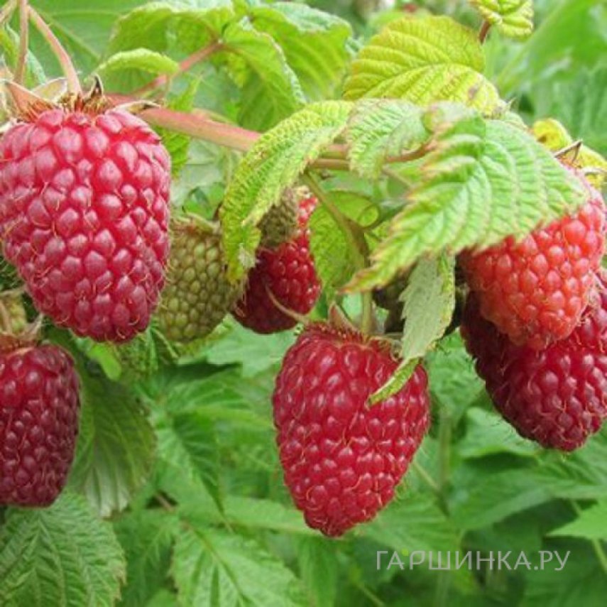 Малина Нижегородец ремонтантная ранняя (от автора сорта!)