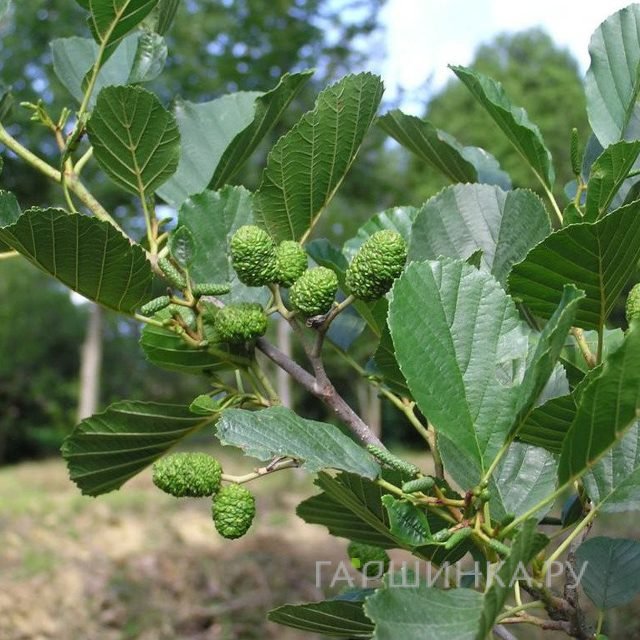 Ольха серая