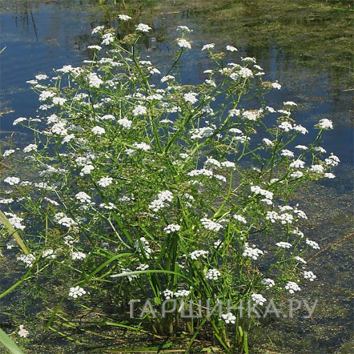 Омежник водный