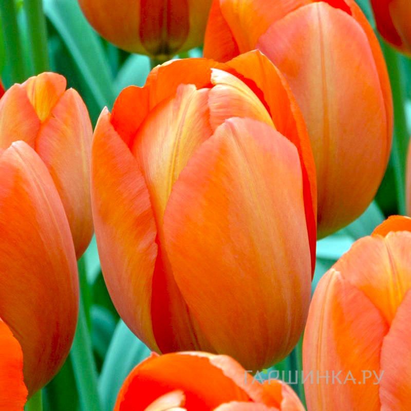 Тюльпан Оранж Ван Эйк 5шт.