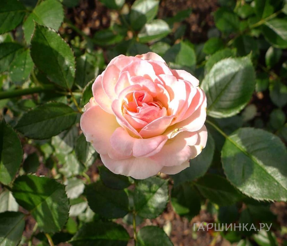 Роза Пастелла флорибунда, Тантау (лиц)