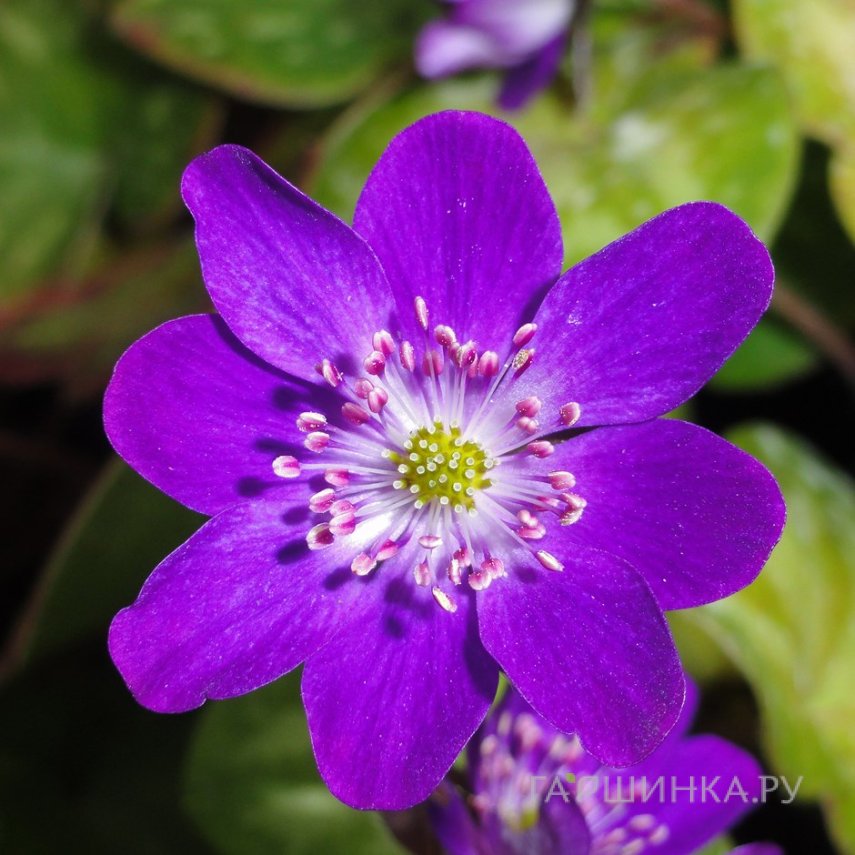 Печеночница японская Пепл Форест