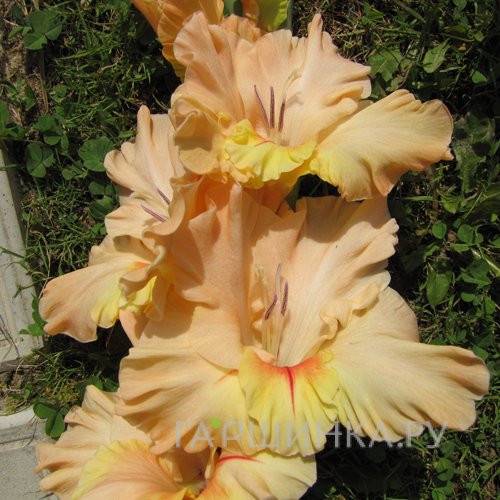 Гладиолус Персик и солнце