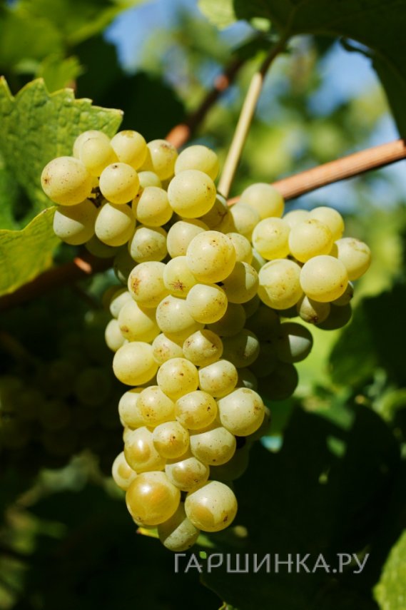 Виноград Пино Блан