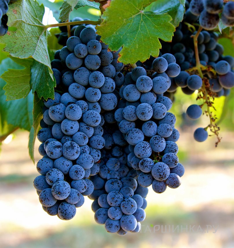 Виноград Пино Нуар