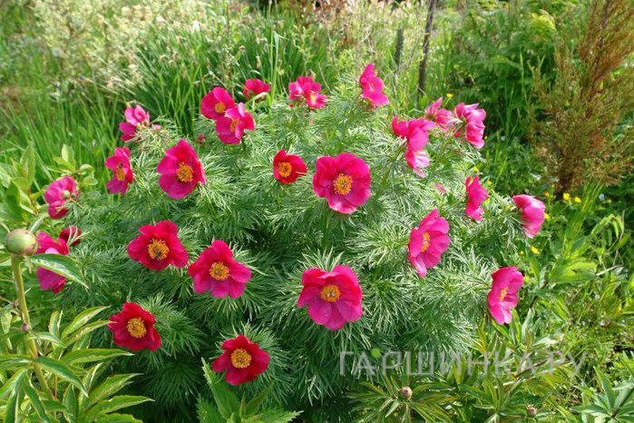 Пион уклоняющийся (Марьин корень)