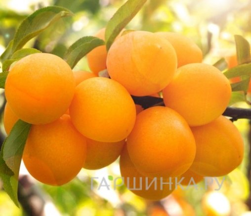 Алыча Подарок Санкт-Петербургу