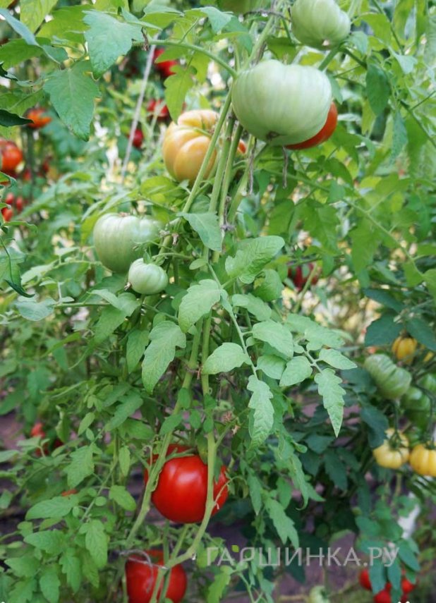 Томат Бычий Лоб 20 шт