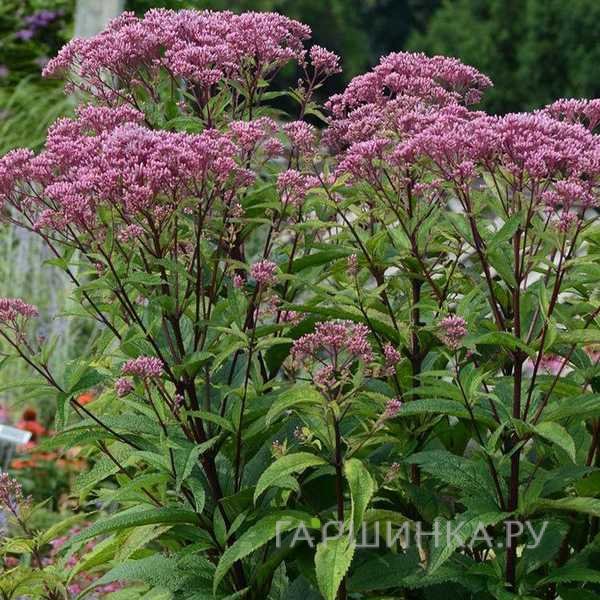 Посконник Беби Джой