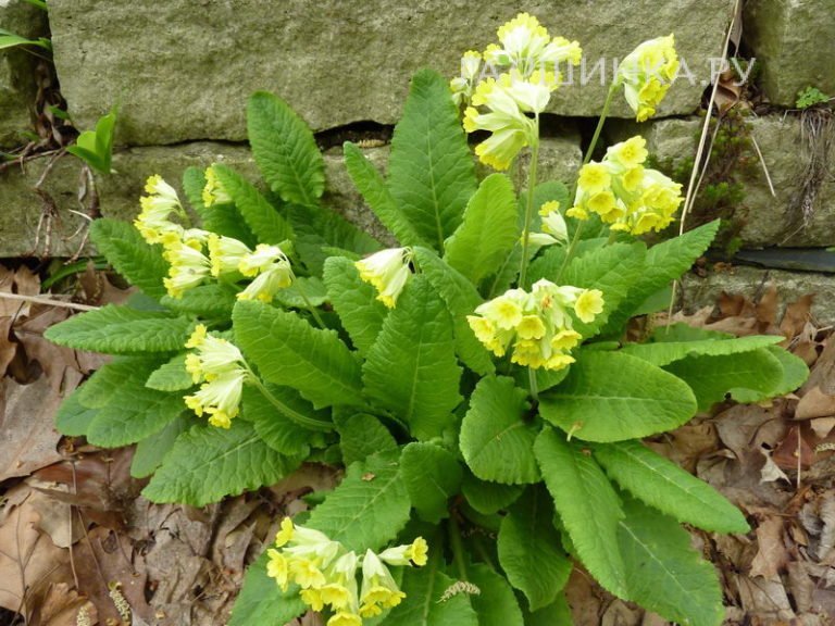 Примула (Первоцвет весенний)