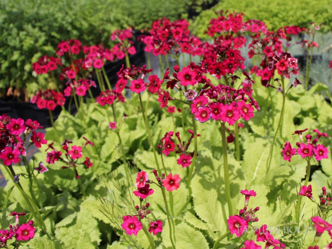 Примула японская Миллерс Кримсон