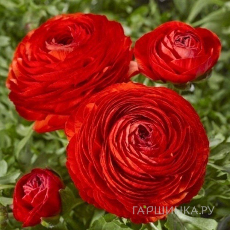 Ранункулюс Ред 10шт.