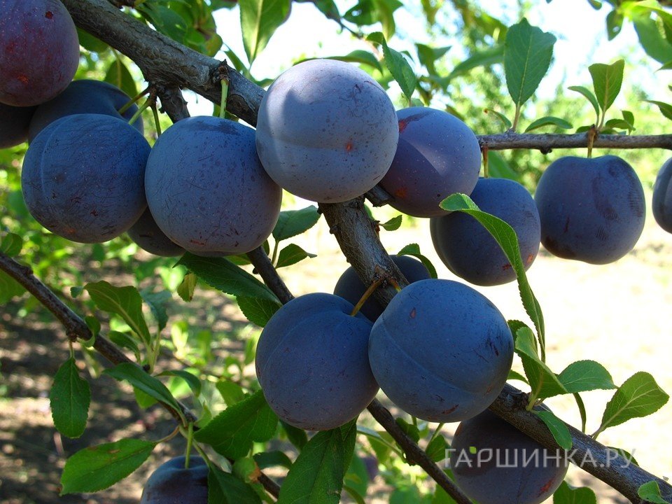 Слива Ренклод Тамбовский