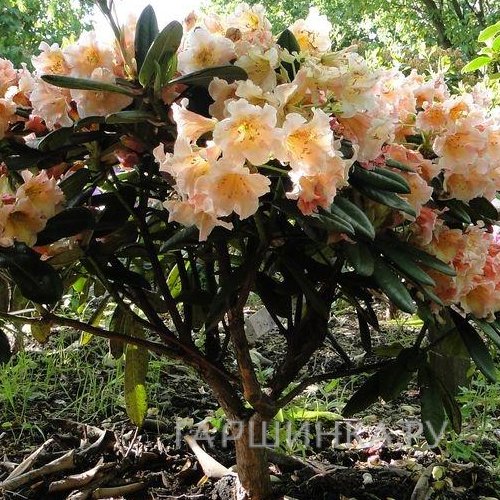 Рододендрон гибридный Флаутандо