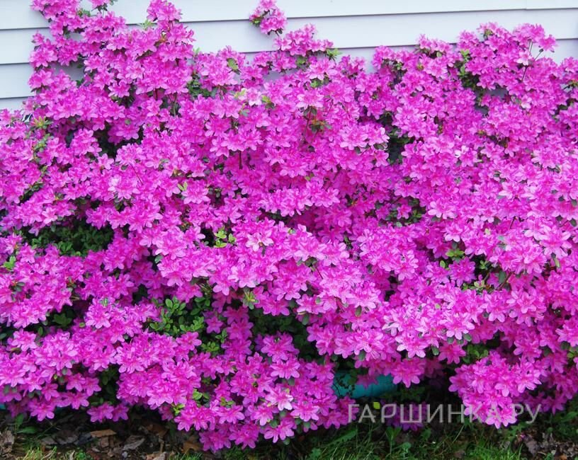 Рододендрон (Азалия) Гейша Пурпл