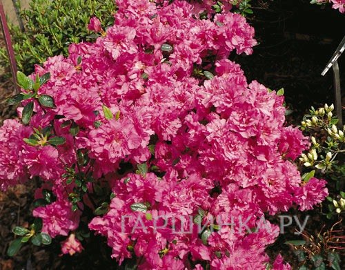 Рододендрон Петтикоут