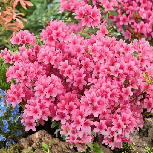 Рододендрон Сильвестер гибридный