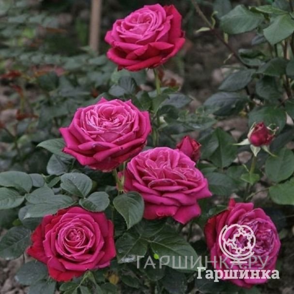 Роза Херальд чайно-гибридная Imperial Rose