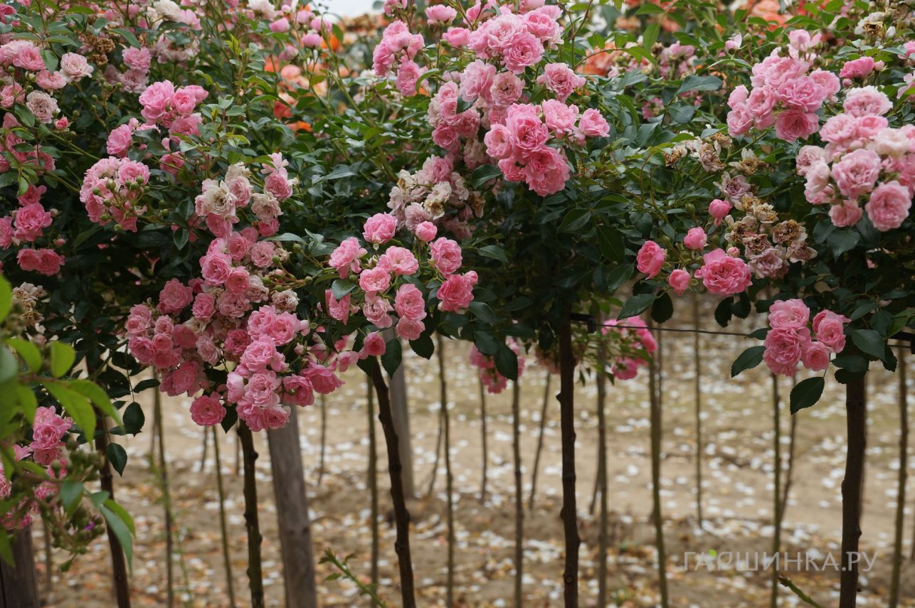 Роза Боника на штамбе 90 см