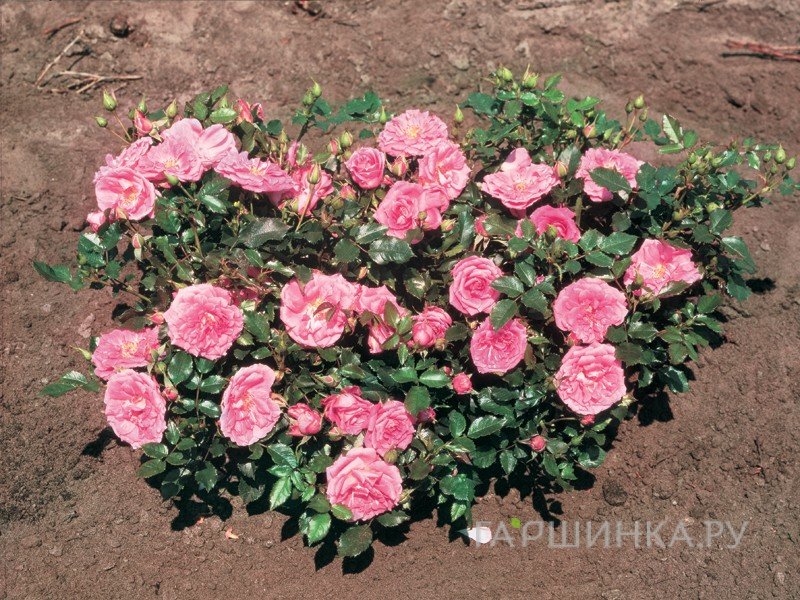 Роза Бубиколф миниатюрная, Imperial Rose