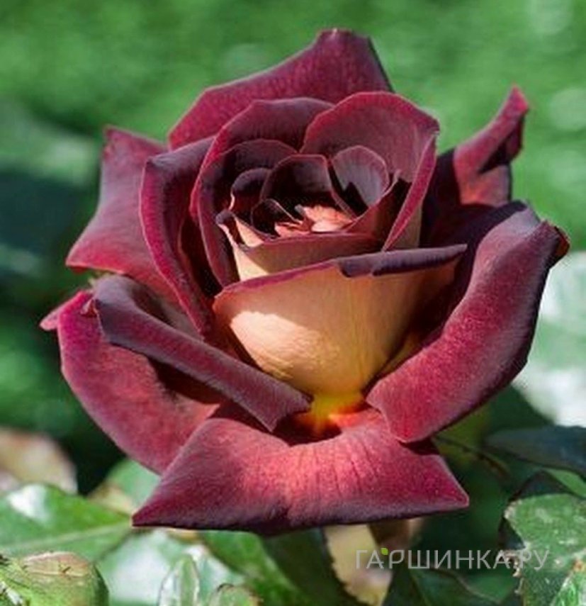 Роза Эдди Митчел чайно-гибридная, Топалович (лиц)