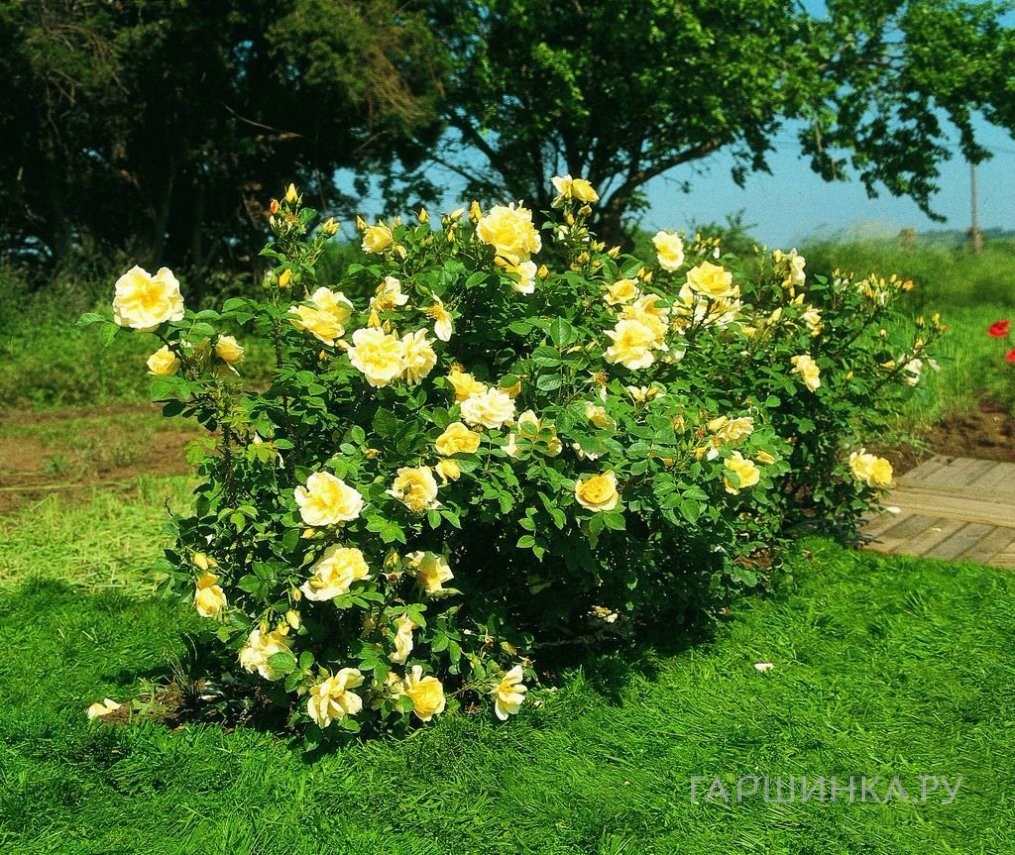 Роза Гелбе Дагмар Хаструп ругоза (лиц)