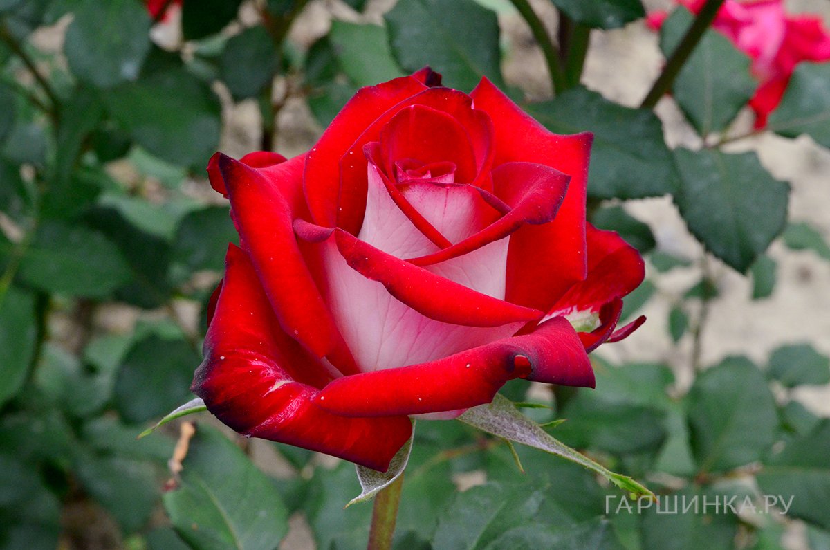 Роза Осирия чайно-гибридная, Кордес (лиц)