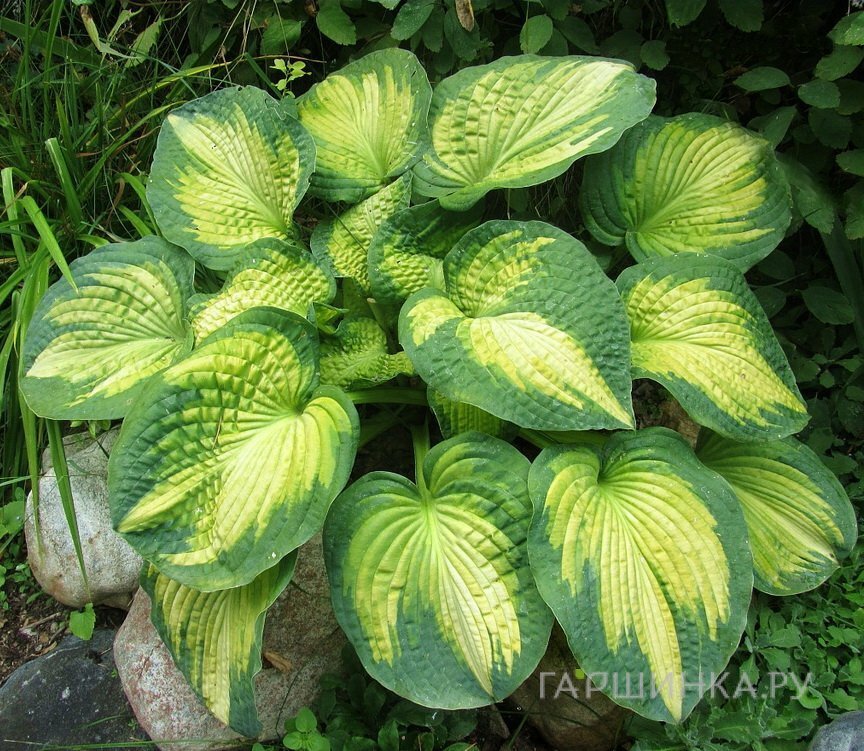 Хоста Аллигатор Алле (М)