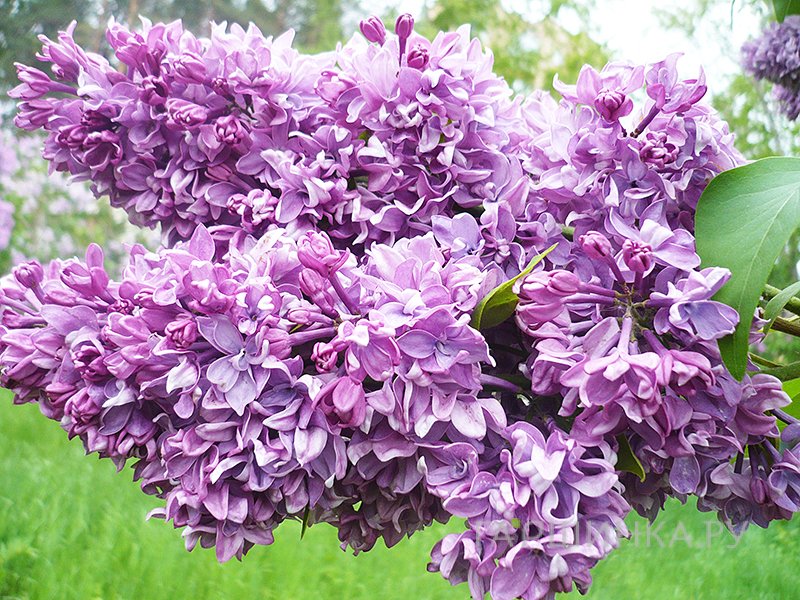 Сирень Салават Юлаев