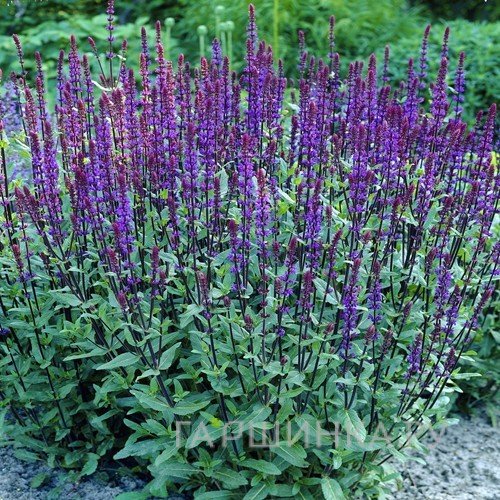 Шалфей (сальвия) дубравный Карадонна