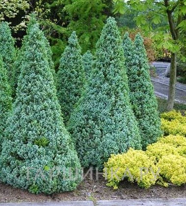 Ель канадская Сандерс Блю голубая