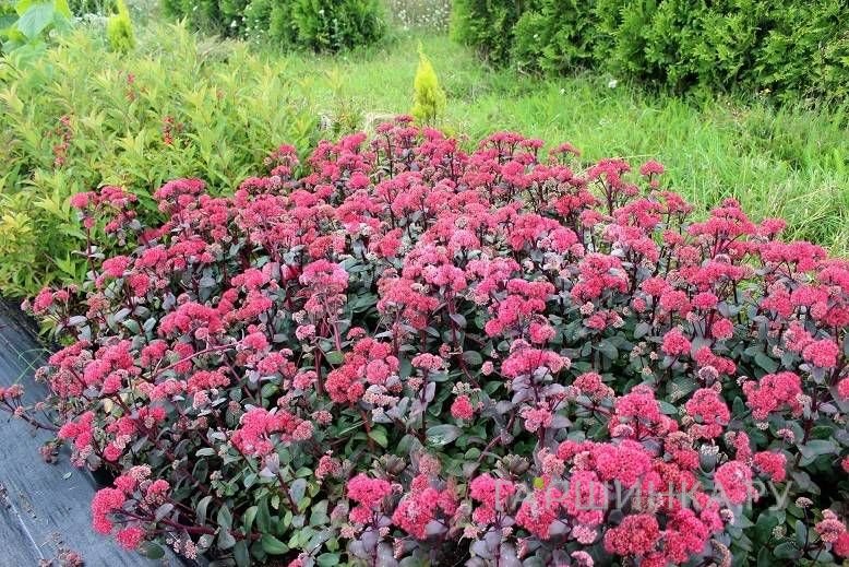 Очиток (седум) Ред Кули