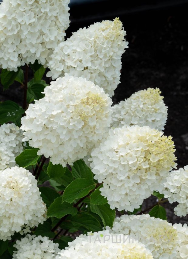 Гортензия Шугар Раш (Сахарная лихорадка) метельчатая