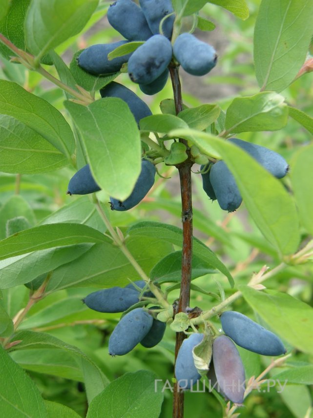 Жимолость Синяя птица