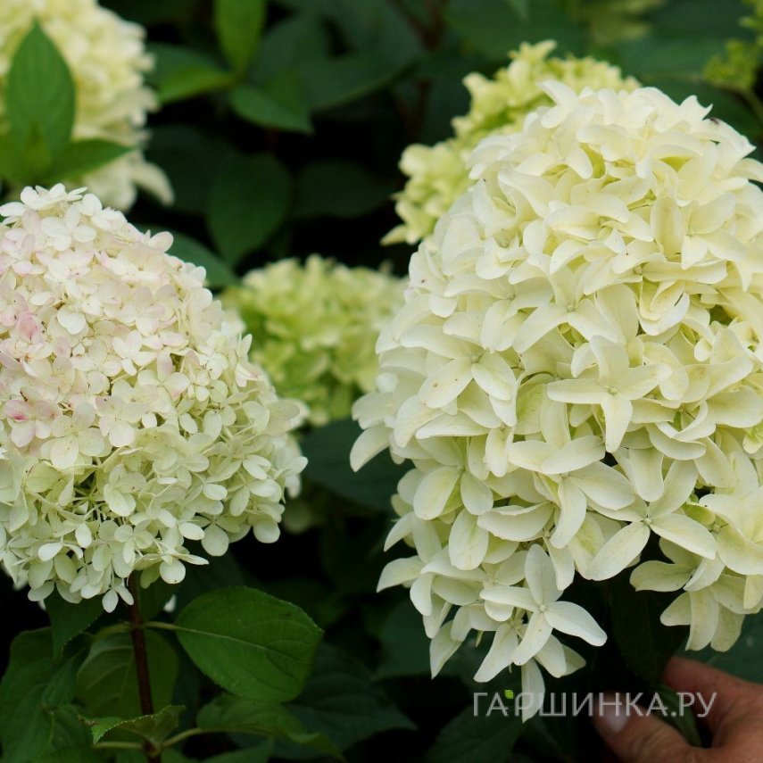 Гортензия Скайфолл (Небосклон) метельчатая