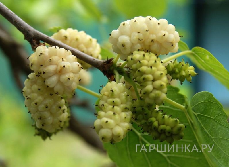 Шелковица Милановик белая