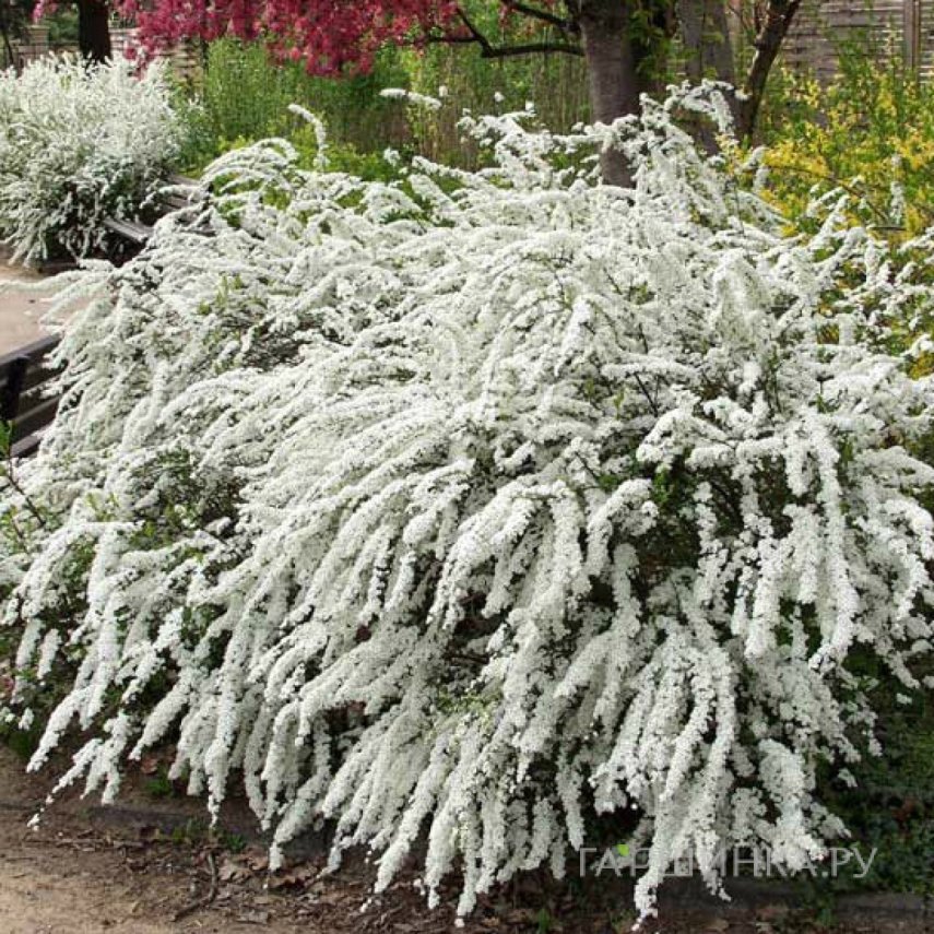 Спирея Грефшейм серая