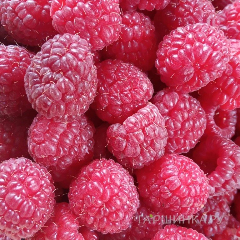 Малина Таганка ремонтантная